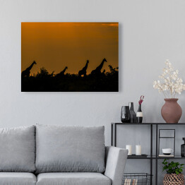 Obraz na płótnie Stado specerujących żyraf o zachodzie, Republika Południowej Afryki
