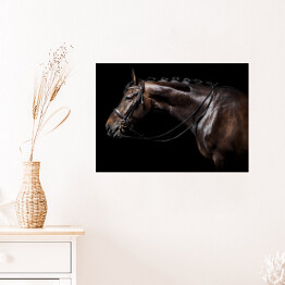 Plakat samoprzylepny Brązowy koń z uzdą