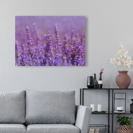 Obraz klasyczny Kwiaty lawendy na tle fioletowego pola