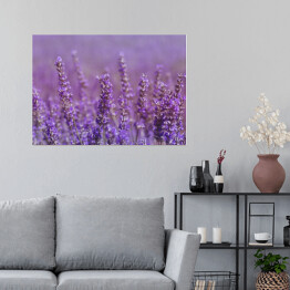 Plakat samoprzylepny Kwiaty lawendy na tle fioletowego pola