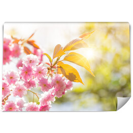 Fototapeta Wiosenny różowy kwiat leżący na stole