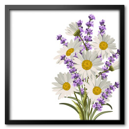 Obraz w ramie Piękne stokrotki i kwiaty lawendy