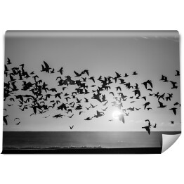 Fototapeta winylowa zmywalna Sylwetki stado mew nad Oceanem. Czarno-białe zdjęcie.