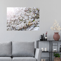 Plakat Kwiaty drzewa magnolii
