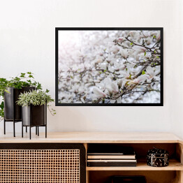 Kwiaty drzewa magnolii