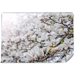 Fototapeta Kwiaty drzewa magnolii
