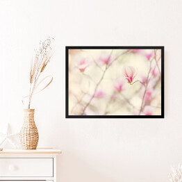 Obraz w ramie Kwiat magnolii kwitnący wiosną