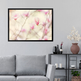 Obraz w ramie Kwiat magnolii kwitnący wiosną