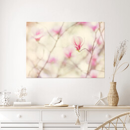 Plakat Kwiat magnolii kwitnący wiosną