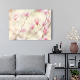Obraz na płótnie Kwiat magnolii kwitnący wiosną
