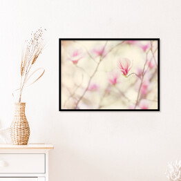 Plakat w ramie Kwiat magnolii kwitnący wiosną