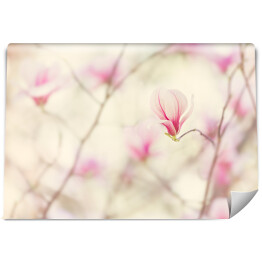 Fototapeta Kwiat magnolii kwitnący wiosną