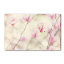 Obraz na płótnie Kwiat magnolii kwitnący wiosną