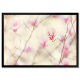 Plakat w ramie Kwiat magnolii kwitnący wiosną