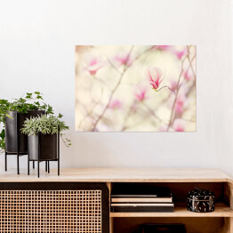 Plakat samoprzylepny Kwiat magnolii kwitnący wiosną
