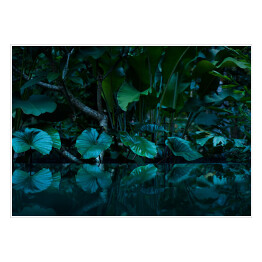 Plakat Tropikalny las deszczowy 