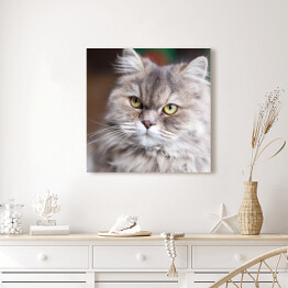  Portret puszystego kota