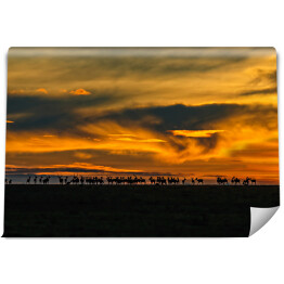 Fototapeta samoprzylepna Wschód słońca i gazele, Kenia