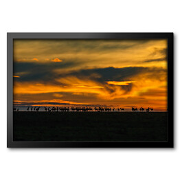 Obraz w ramie Wschód słońca i gazele, Kenia