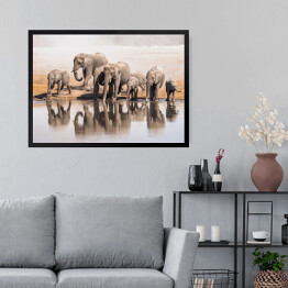 Obraz w ramie Afrykańskie słonie pijące wodę w Parku Narodowym Etosha, Namibia, Afryka