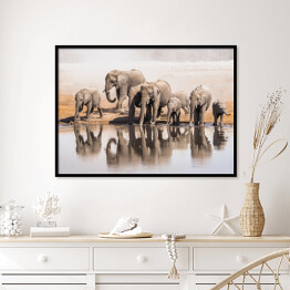 Plakat w ramie Afrykańskie słonie pijące wodę w Parku Narodowym Etosha, Namibia, Afryka
