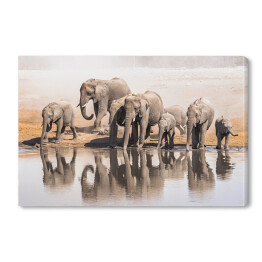 Afrykańskie słonie pijące wodę w Parku Narodowym Etosha, Namibia, Afryka
