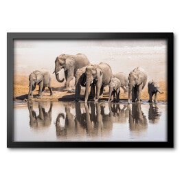 Obraz w ramie Afrykańskie słonie pijące wodę w Parku Narodowym Etosha, Namibia, Afryka