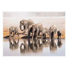 Plakat samoprzylepny Afrykańskie słonie pijące wodę w Parku Narodowym Etosha, Namibia, Afryka