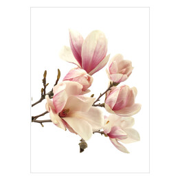 Plakat Magnolia na białym tle