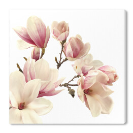 Śliczna magnolia