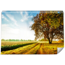 Fototapeta winylowa zmywalna Jesienny krajobraz z polną drogą i dębem