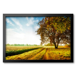 Obraz w ramie Jesienny krajobraz z polną drogą i dębem