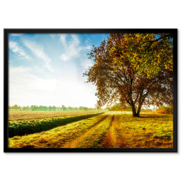 Plakat w ramie Jesienny krajobraz z polną drogą i dębem