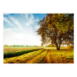 Plakat samoprzylepny Jesienny krajobraz z polną drogą i dębem