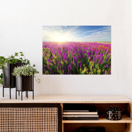 Plakat Fioletowe wiosenne kwiaty na łące 