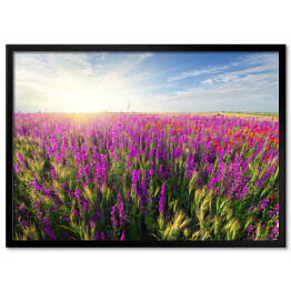 Plakat w ramie Fioletowe wiosenne kwiaty na łące 