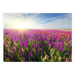 Plakat Fioletowe wiosenne kwiaty na łące 