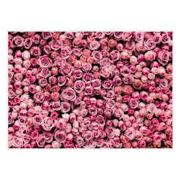Plakat samoprzylepny Drobne róże - łąka
