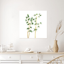 Plakat samoprzylepny Pędy bambusa - akwarela