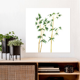 Plakat samoprzylepny Pędy bambusa - akwarela