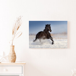 Obraz na płótnie Czarny koń skaczący na polu pokrytym śniegiem