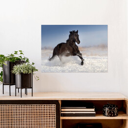 Plakat samoprzylepny Czarny koń skaczący na polu pokrytym śniegiem