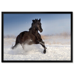 Plakat w ramie Czarny koń skaczący na polu pokrytym śniegiem