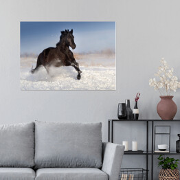 Plakat Czarny koń skaczący na polu pokrytym śniegiem