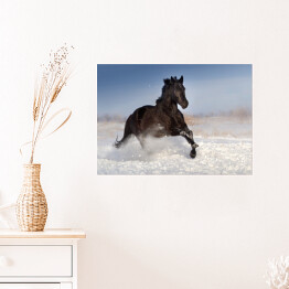 Plakat Czarny koń skaczący na polu pokrytym śniegiem