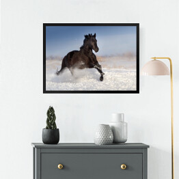 Obraz w ramie Czarny koń skaczący na polu pokrytym śniegiem
