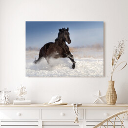 Obraz na płótnie Czarny koń skaczący na polu pokrytym śniegiem