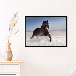 Plakat w ramie Czarny koń skaczący na polu pokrytym śniegiem