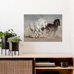 Plakat Białe i czarne konie galopujące w kurzu