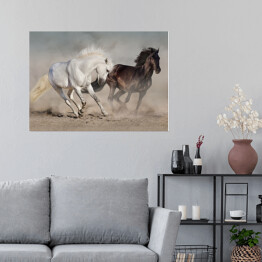 Plakat samoprzylepny Białe i czarne konie galopujące w kurzu